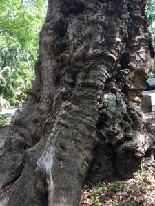 1000 year old oak